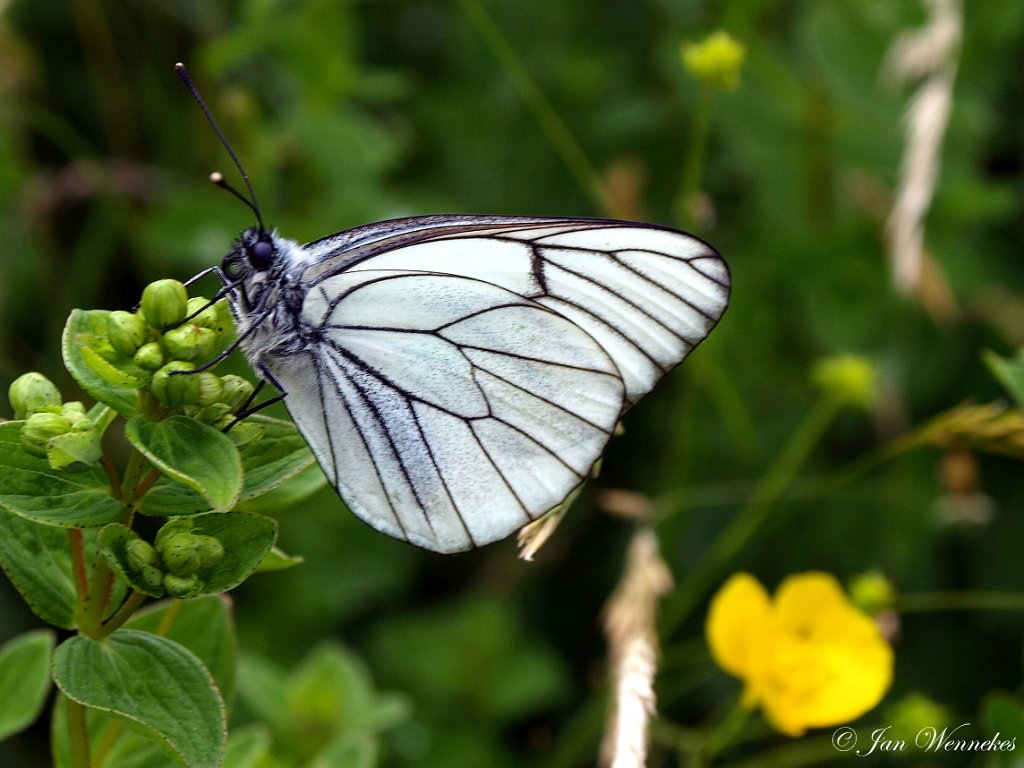 Groot geaderd witje , Aporia crataegi.JPG